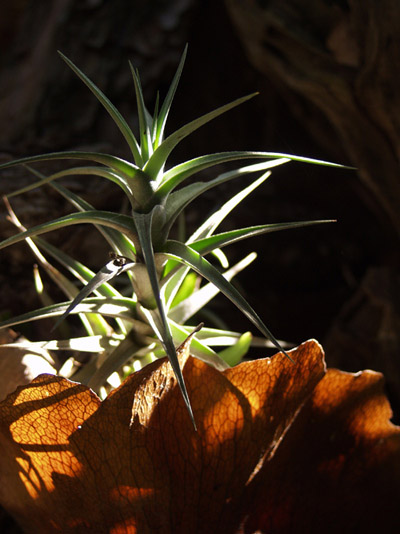 Airplant