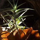 Airplant