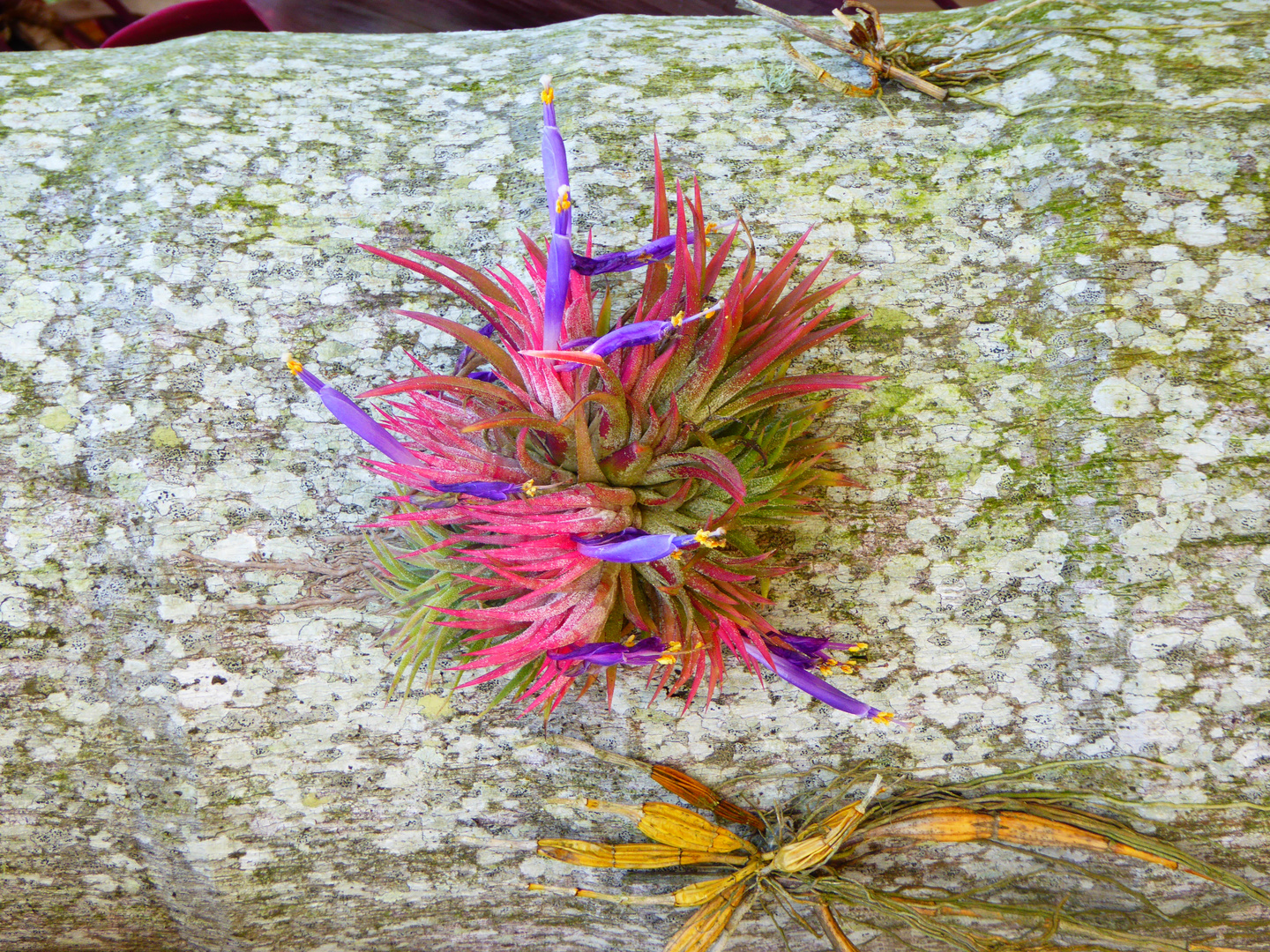 Airplant in bloom