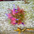 Airplant in bloom