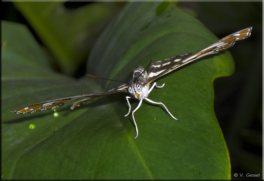 "Airport Butterfly"