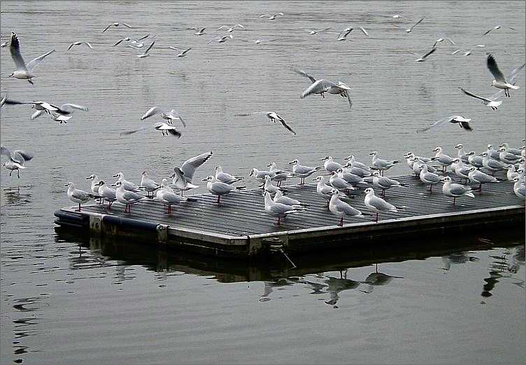 Airport/ Dresden-Elbe