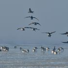 Airport Elbe - "Air Nonne" im Steilflug