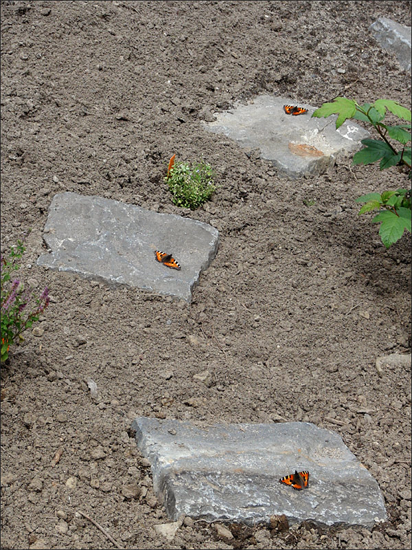 Airport "Zum kleinen Fuchs"