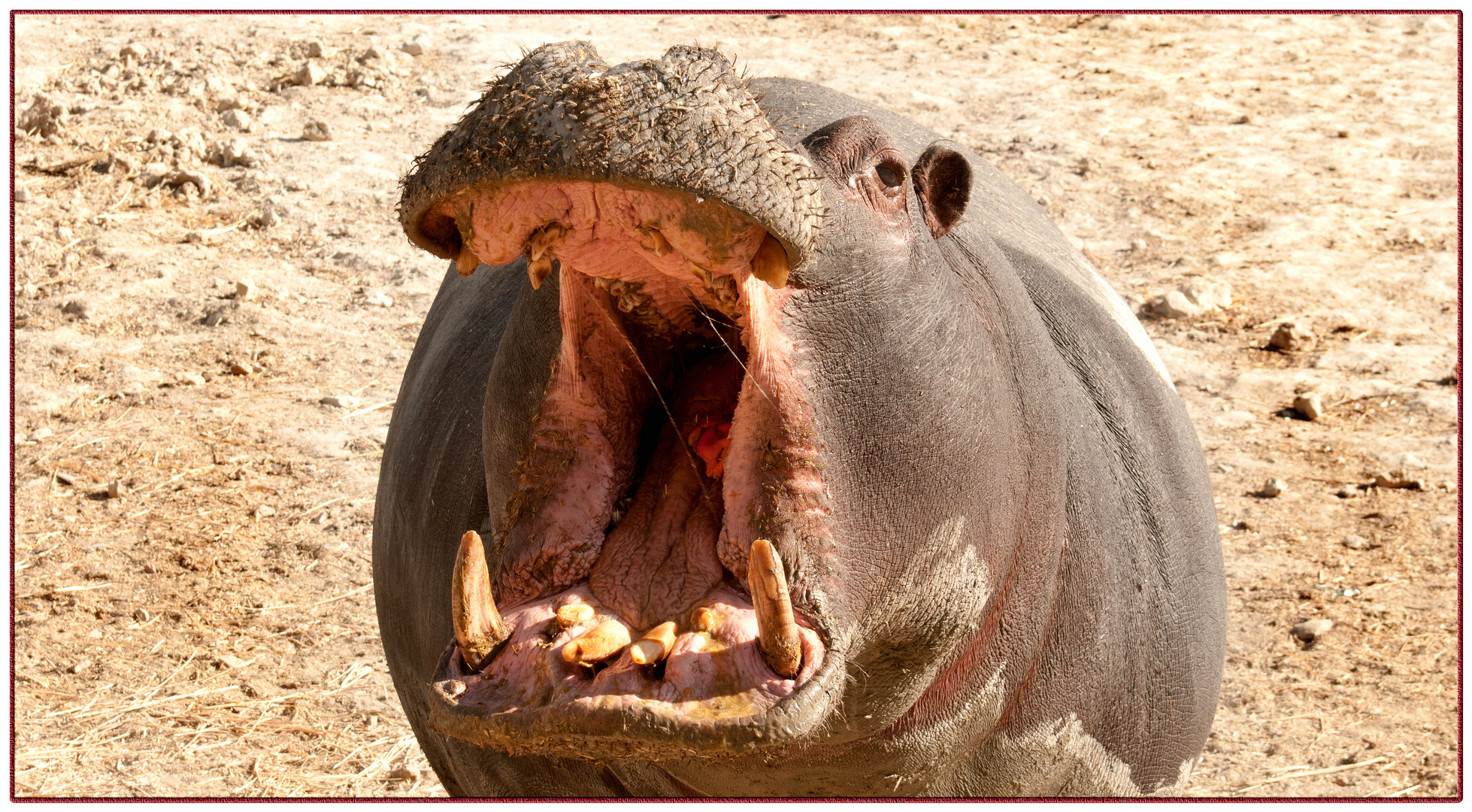 Aitana Alicante 5 Foto & Bild animales, animales salvajes, espana