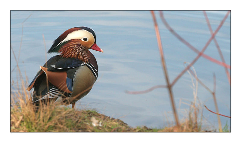 Aix galericulata