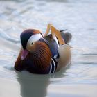 Aix galericulata - Mandarin Duck