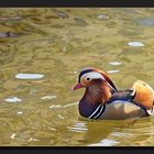 Aix galericulata (Mandarinenente)...