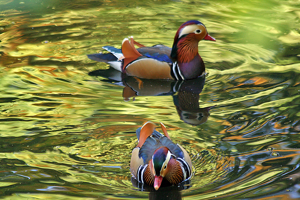 Aix galericulata - Mandarinenenten in Dresden