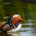 Aix galericulata, Mandarinente Männchen