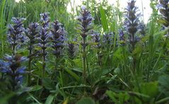 Ajuga