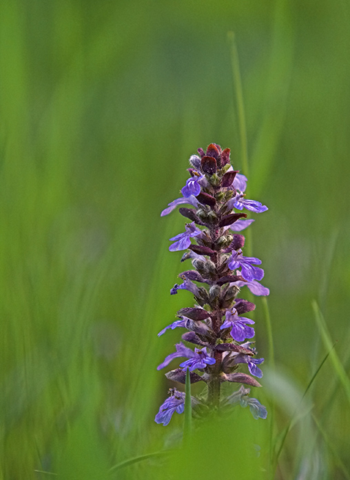 Ajuga - Günsel