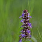 Ajuga - Günsel