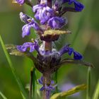 Ajuga reptans