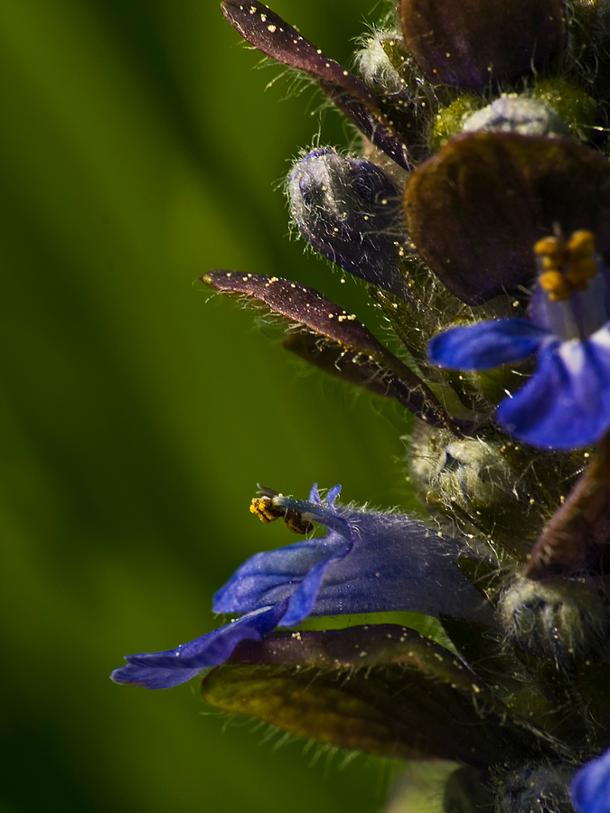 Ajuga reptans