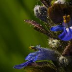 Ajuga reptans