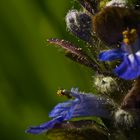 Ajuga reptans