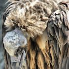 Ak BABA - Vulture