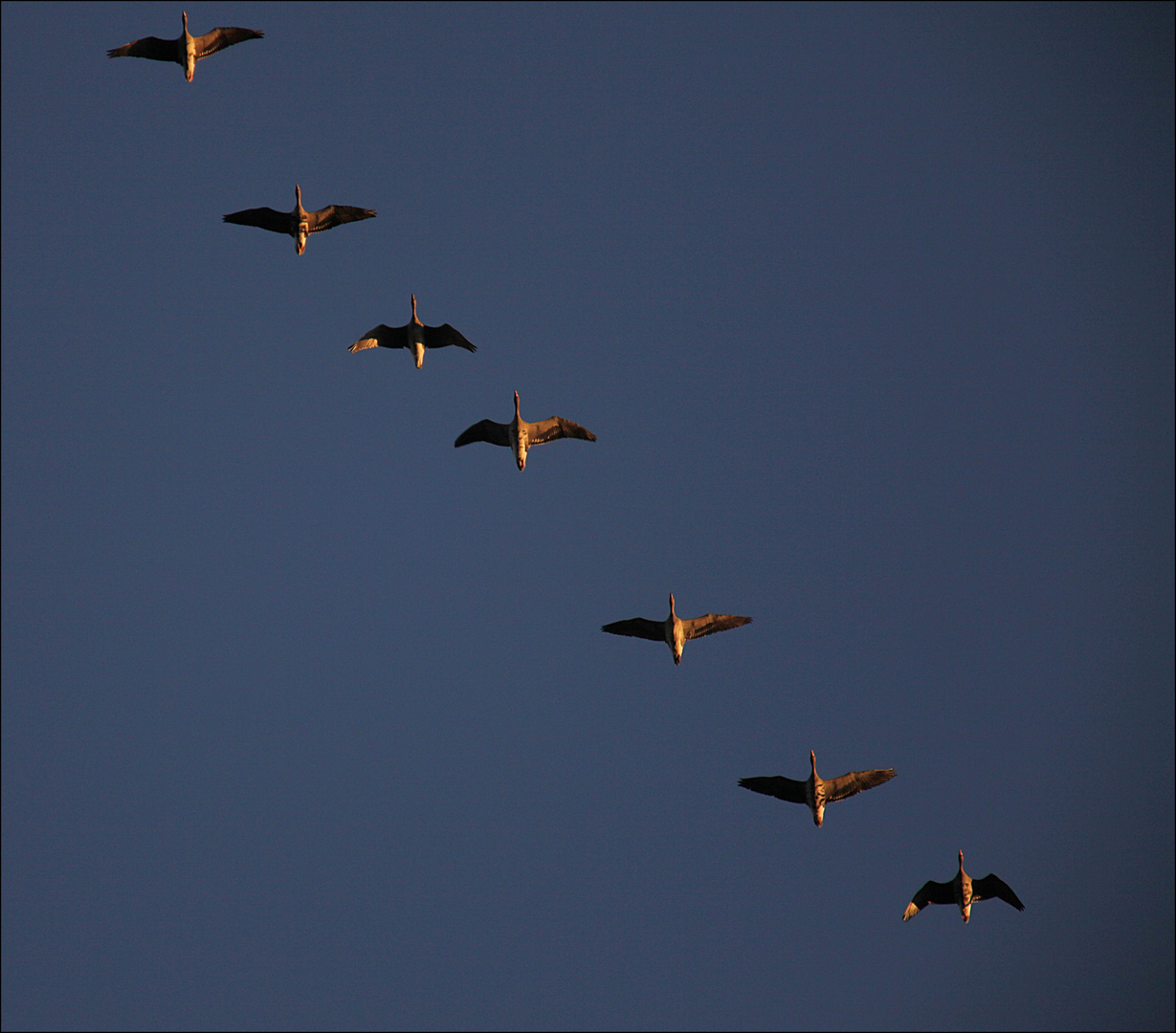 ***Aka von Kebnekaise*** Foto & Bild tiere, wildlife, wild lebende