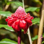 Akaka Falls State Park, Big Island, Hawaii