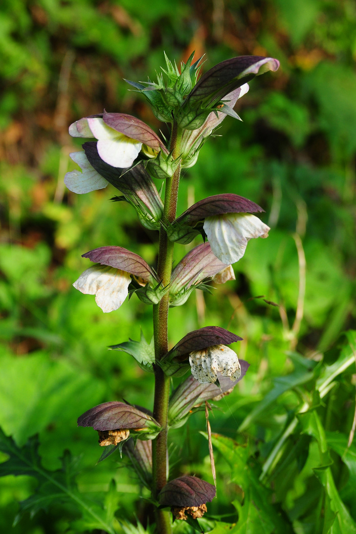 Akanthus