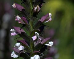 Akanthus mollis