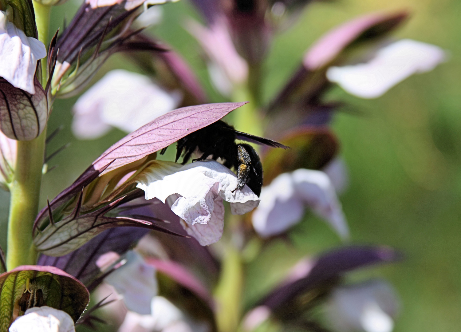 Akanthus und Holzbiene