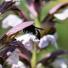 Akanthus und Holzbiene