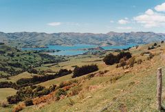 Akaroa Harbour / Neuseeland