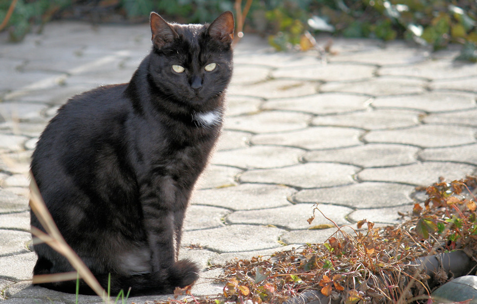 Akasha im Garten