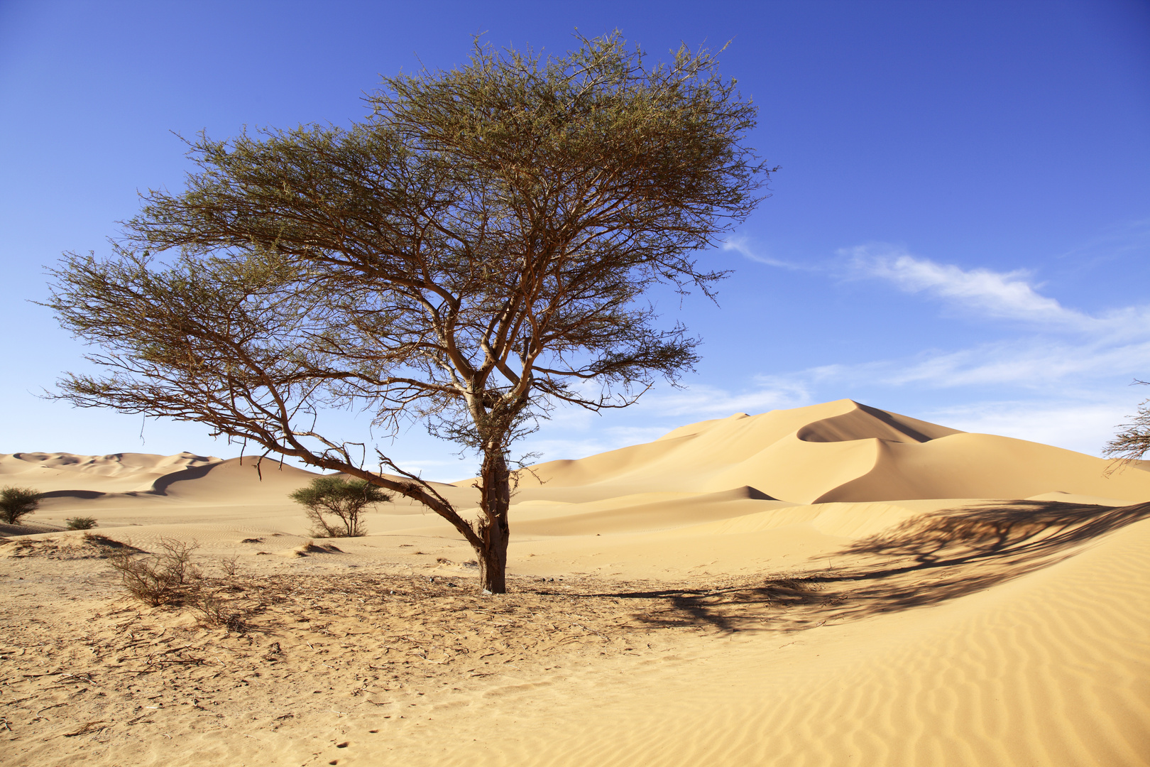 Akazie Foto & Bild baum, sand, natur Bilder auf