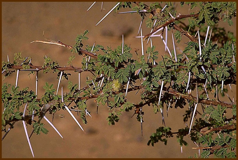 Akazie in der Sahara