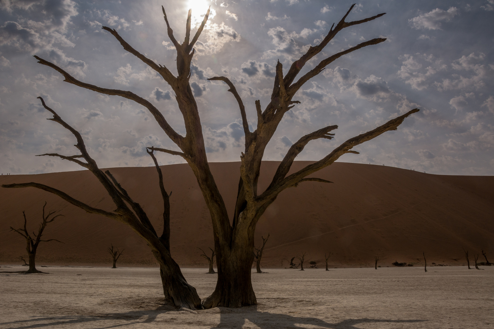 Akazien Deadvlei im Gegenlicht