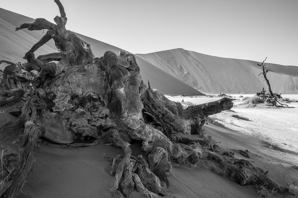 Akazien im Dead Vlei S/W