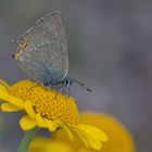 Akazien-Zipfelfalter (Satyrium acaciae)