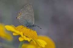 Akazien-Zipfelfalter (Satyrium acaciae)