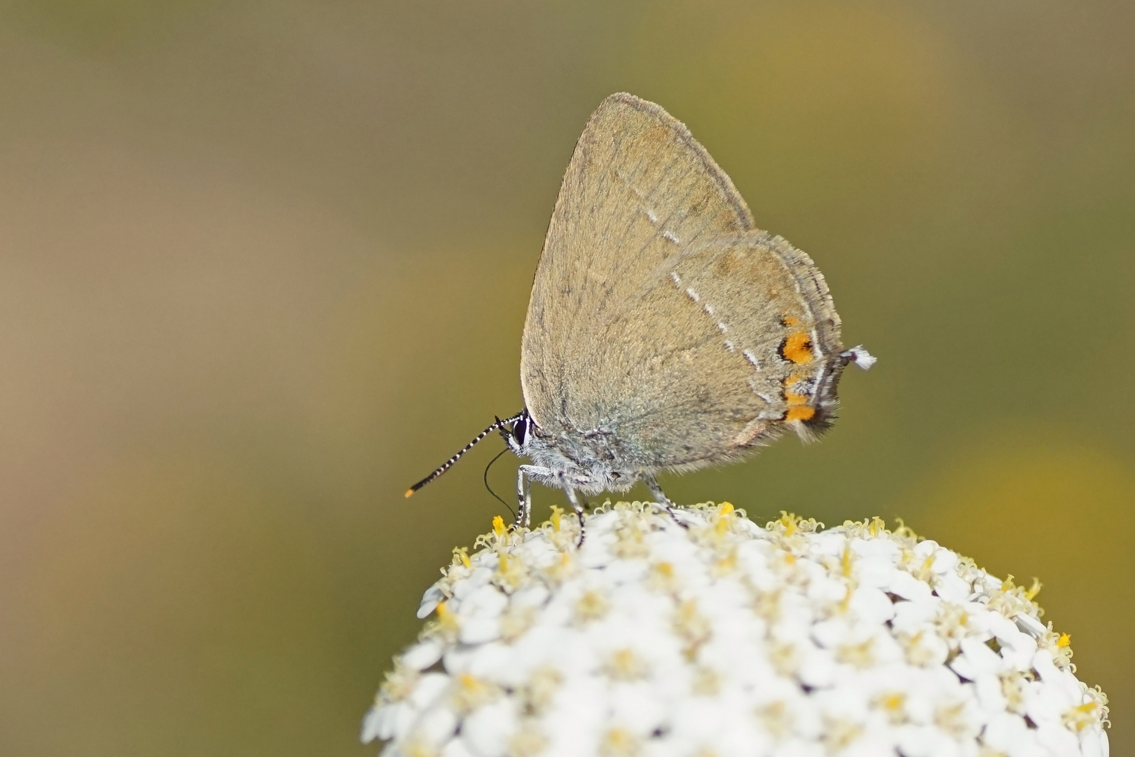 Akazien-Zipfelfalter (Satyrium acaciae)