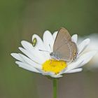 Akazien-Zipfelfalter (Satyrium acaciae)