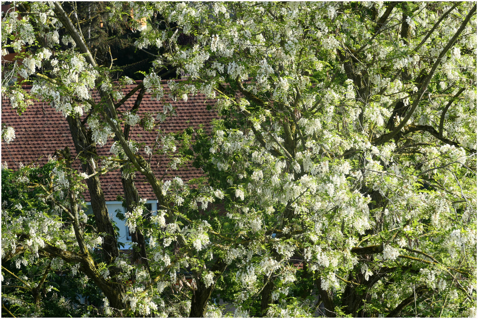 Akazienbaum in voller Blüte