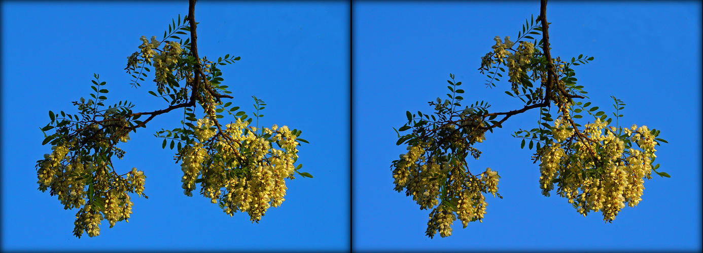 Akazienblüte (3D-X-View)