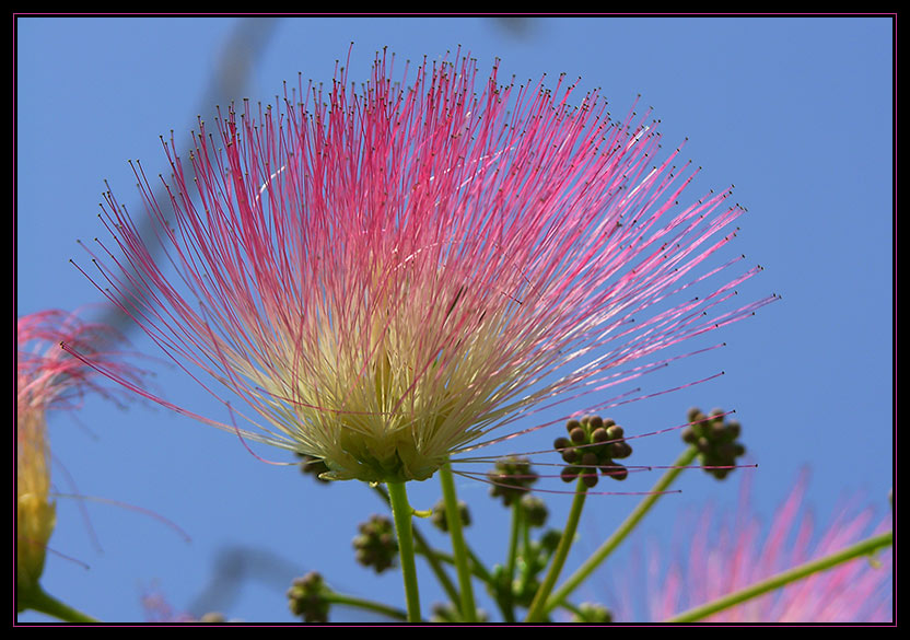 Akazienblüte gesehen auf Sithonia in Griechenland