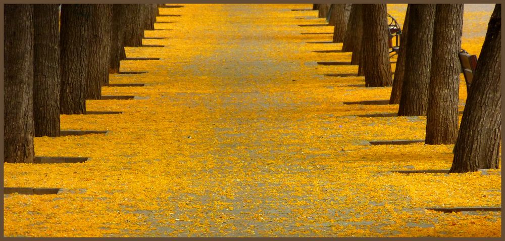 +++ Akazienblütenteppich + Alfombra de flores de acacia +++