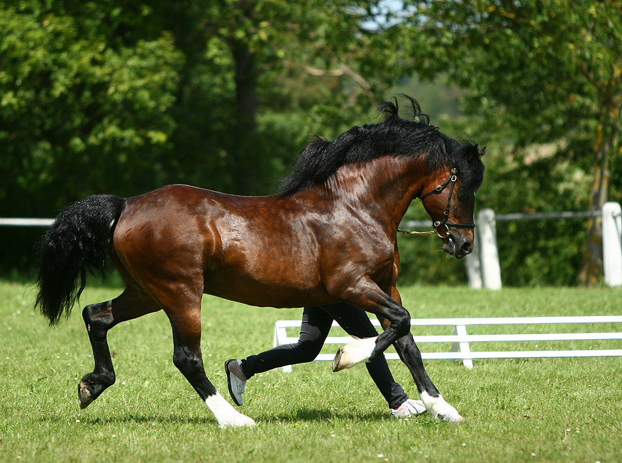 Akazienhof´s Jumping Jack Flash