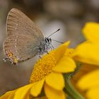 Akazienzipfelfalter (Satyrium acaciae)