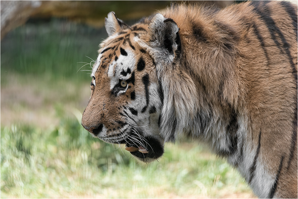 Akbar, der schöne sibirische Tiger.....