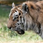 Akbar, der schöne sibirische Tiger.....