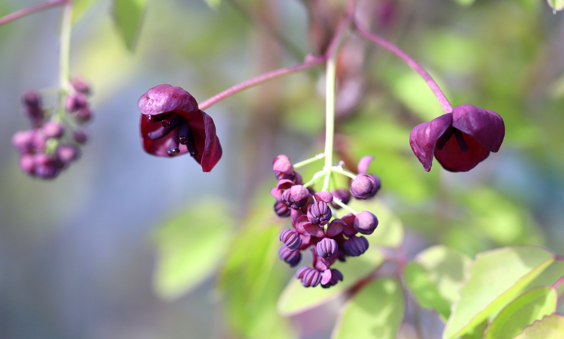 AKEBIA QUINATA