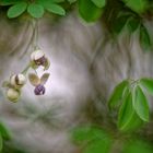 Akebiablüten im frühabendlichen Gegenlicht