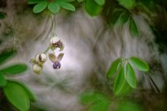 Akebiablüten im frühabendlichen Gegenlicht