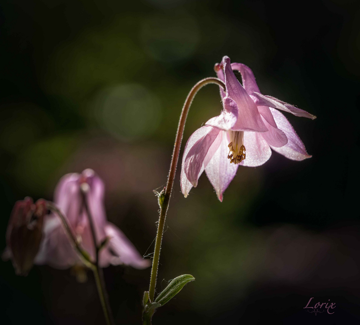 Akelei Foto & Bild | pflanzen, pilze & flechten, blüten ...
